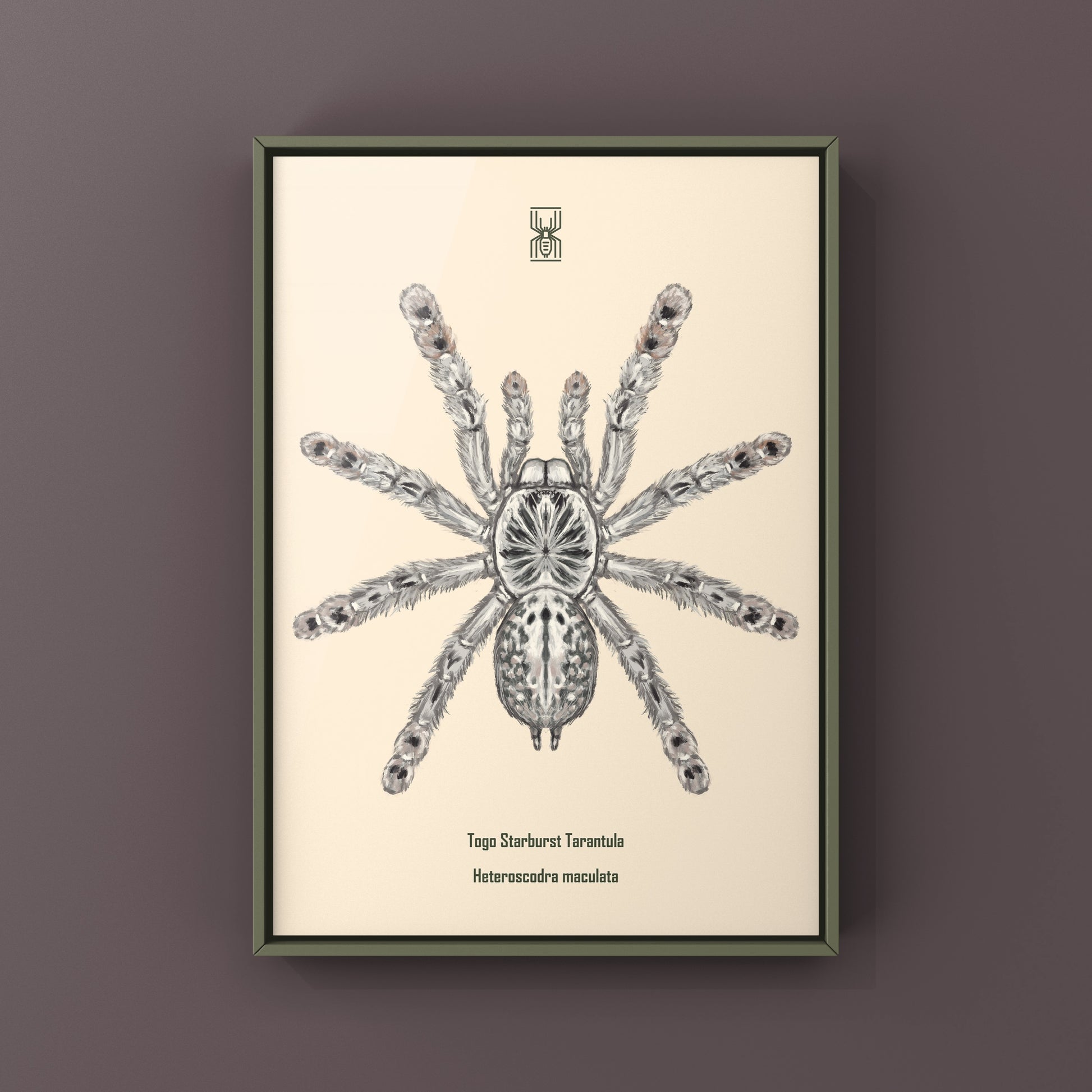 Togo Starburst Tarantula, Heteroscodra Maculata, Photographic Art Print from The Silk Ranch