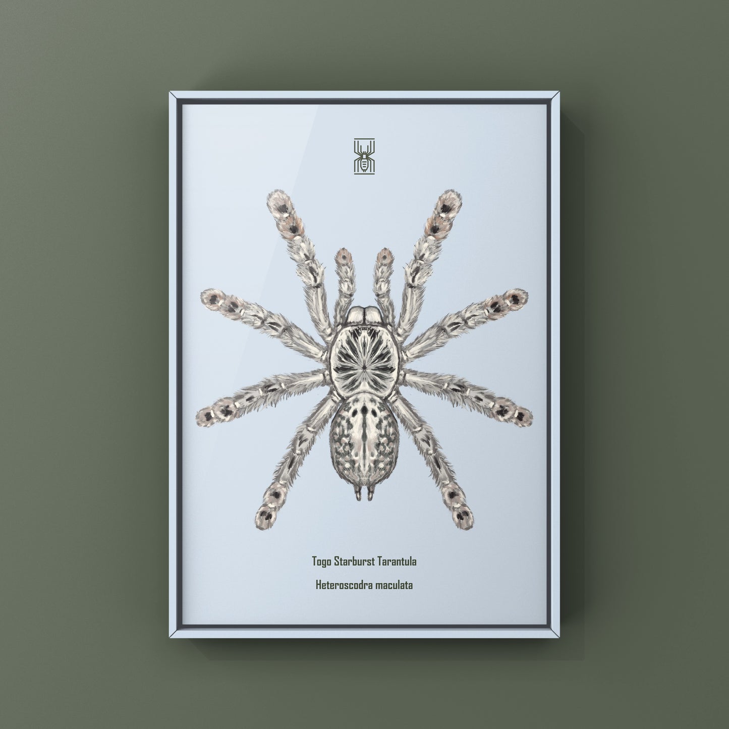 Togo Starburst Tarantula, Heteroscodra Maculata, Photographic Art Print from The Silk Ranch