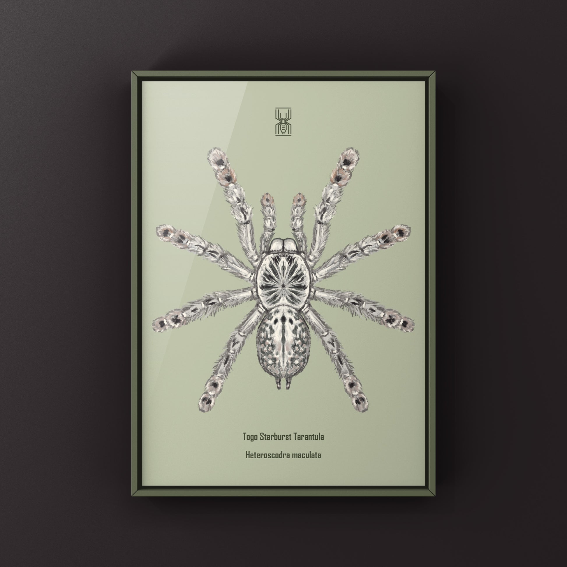 Togo Starburst Tarantula, Heteroscodra Maculata, Photographic Art Print from The Silk Ranch