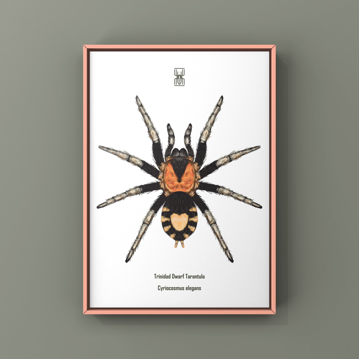 Trinidad Dwarf Tarantula, Cyriocosmus Elegans, Photographic Art Print