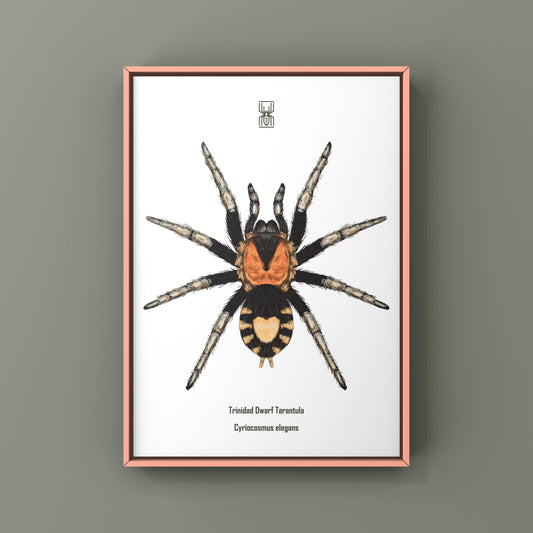 Trinidad Dwarf Tarantula, Cyriocosmus Elegans, Photographic Art Print