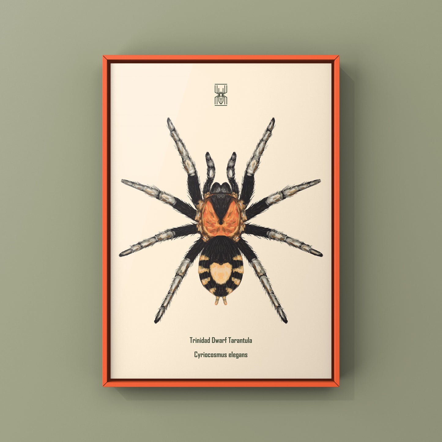 Trinidad Dwarf Tarantula, Cyriocosmus Elegans, Photographic Art Print