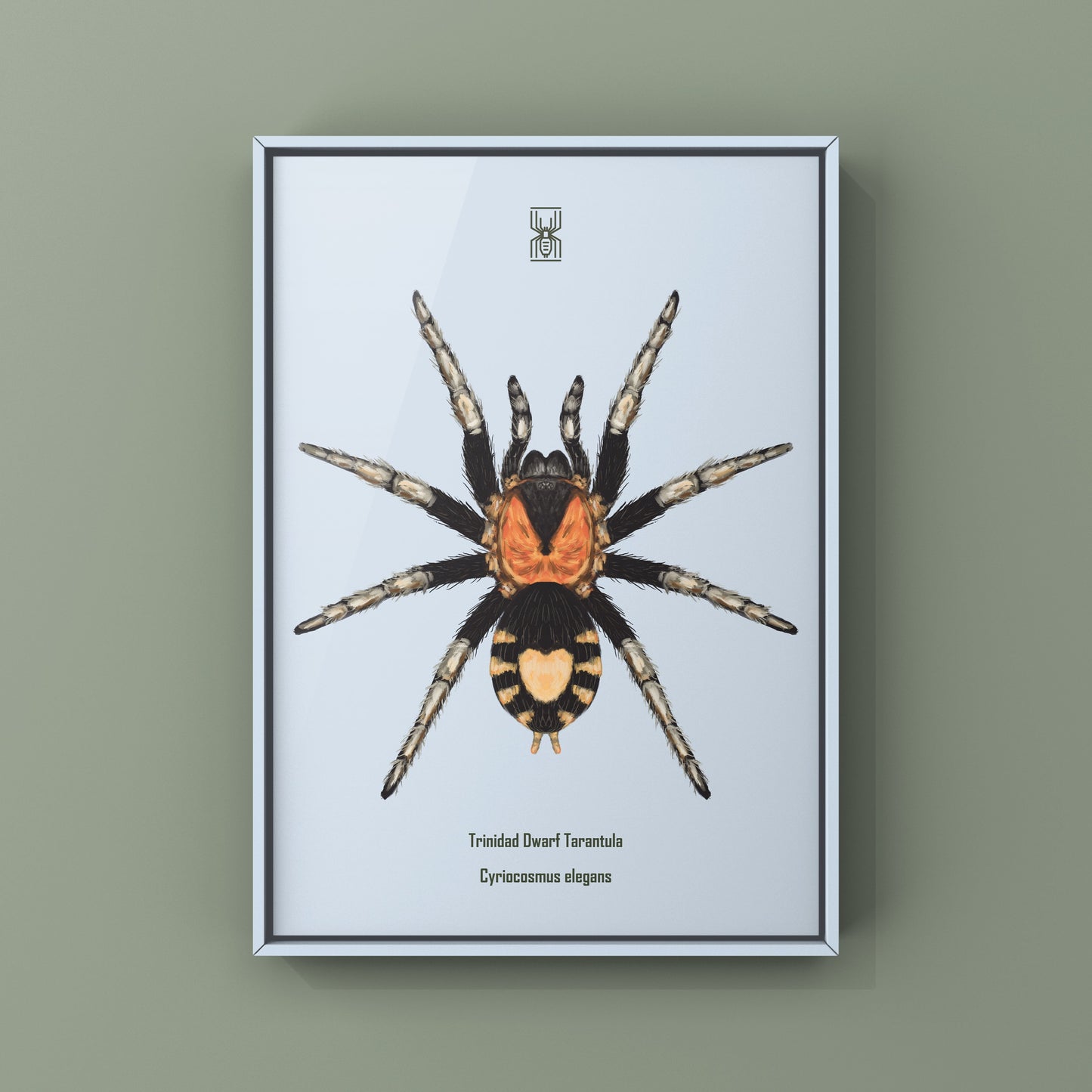 Trinidad Dwarf Tarantula, Cyriocosmus Elegans, Photographic Art Print