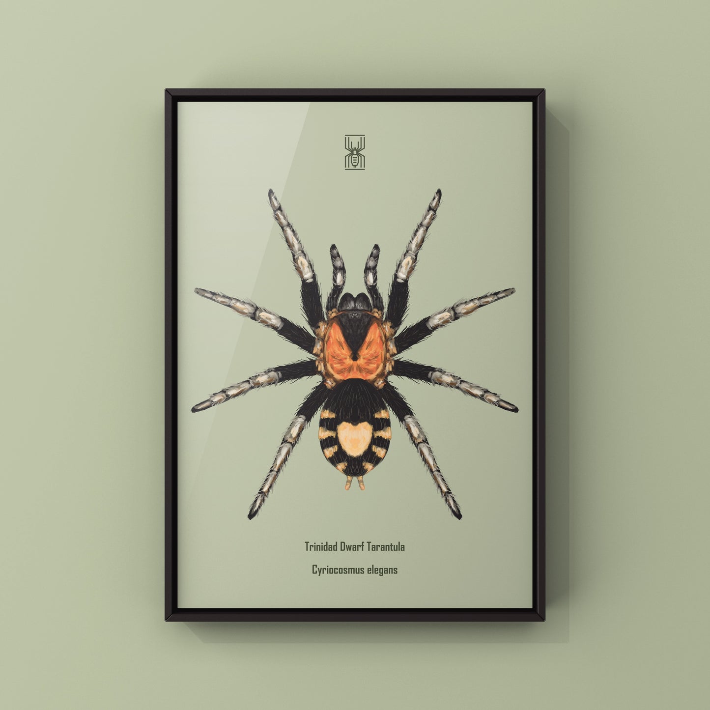 Trinidad Dwarf Tarantula, Cyriocosmus Elegans, Photographic Art Print