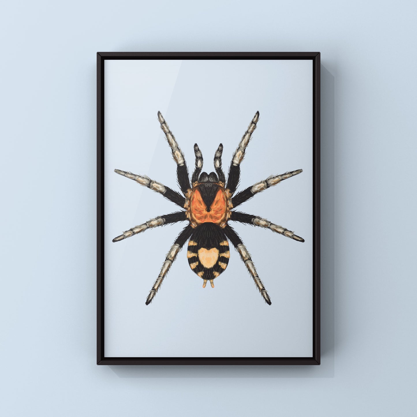 Trinidad Dwarf Tarantula, Cyriocosmus Elegans, Photographic Art Print