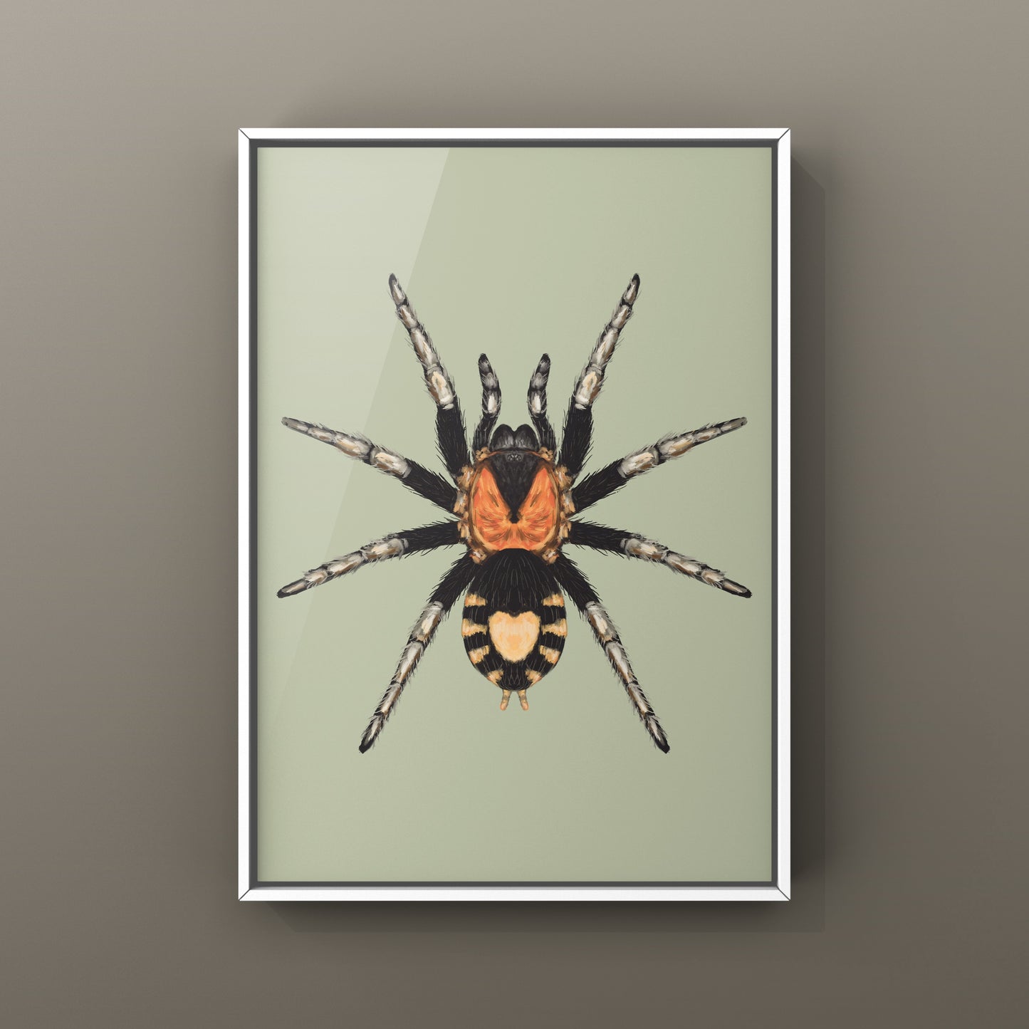 Trinidad Dwarf Tarantula, Cyriocosmus Elegans, Photographic Art Print