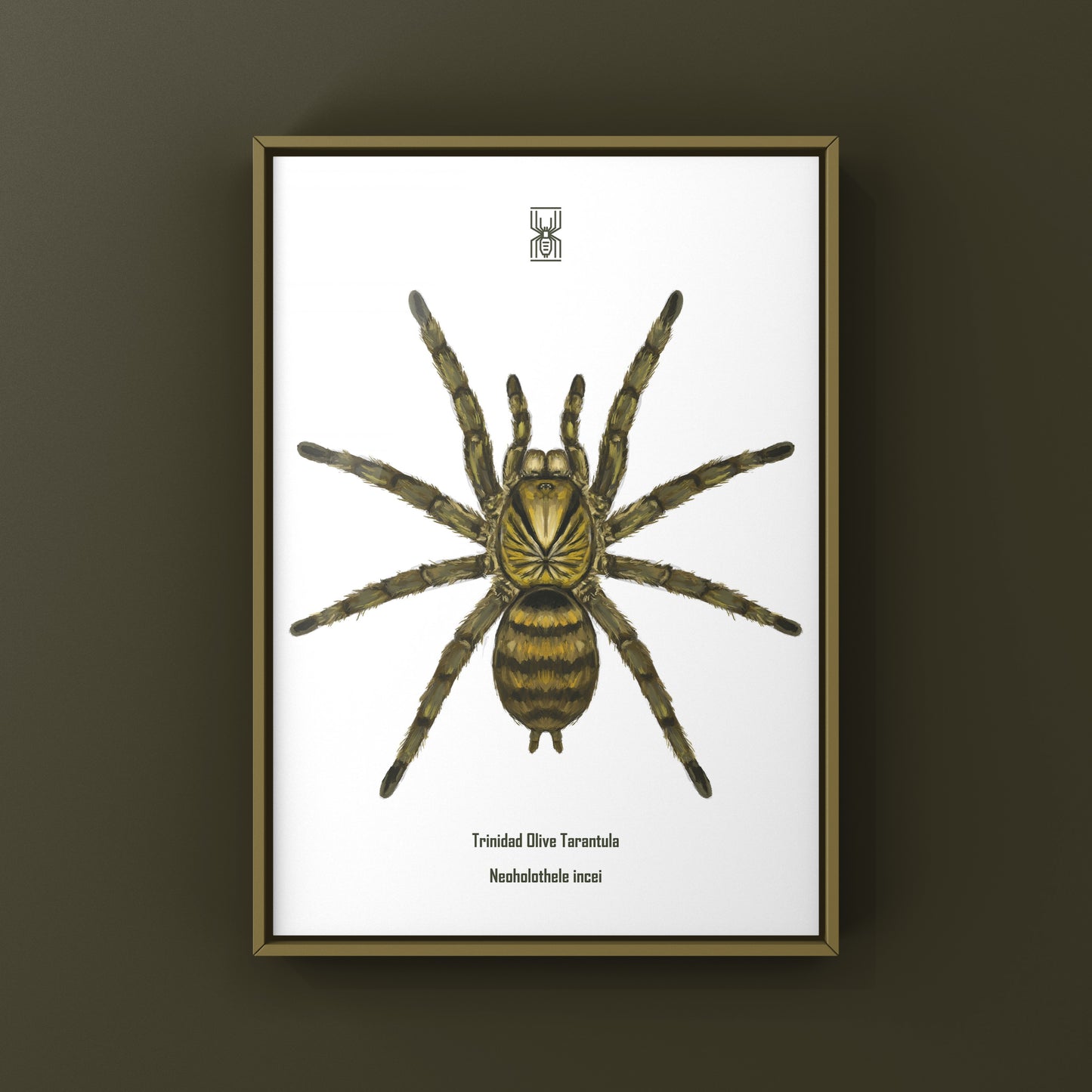 Trinidad Olive Tarantula, Neoholothele Incei, Photographic Art Print