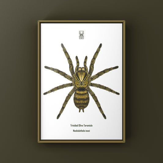 Trinidad Olive Tarantula, Neoholothele Incei, Photographic Art Print