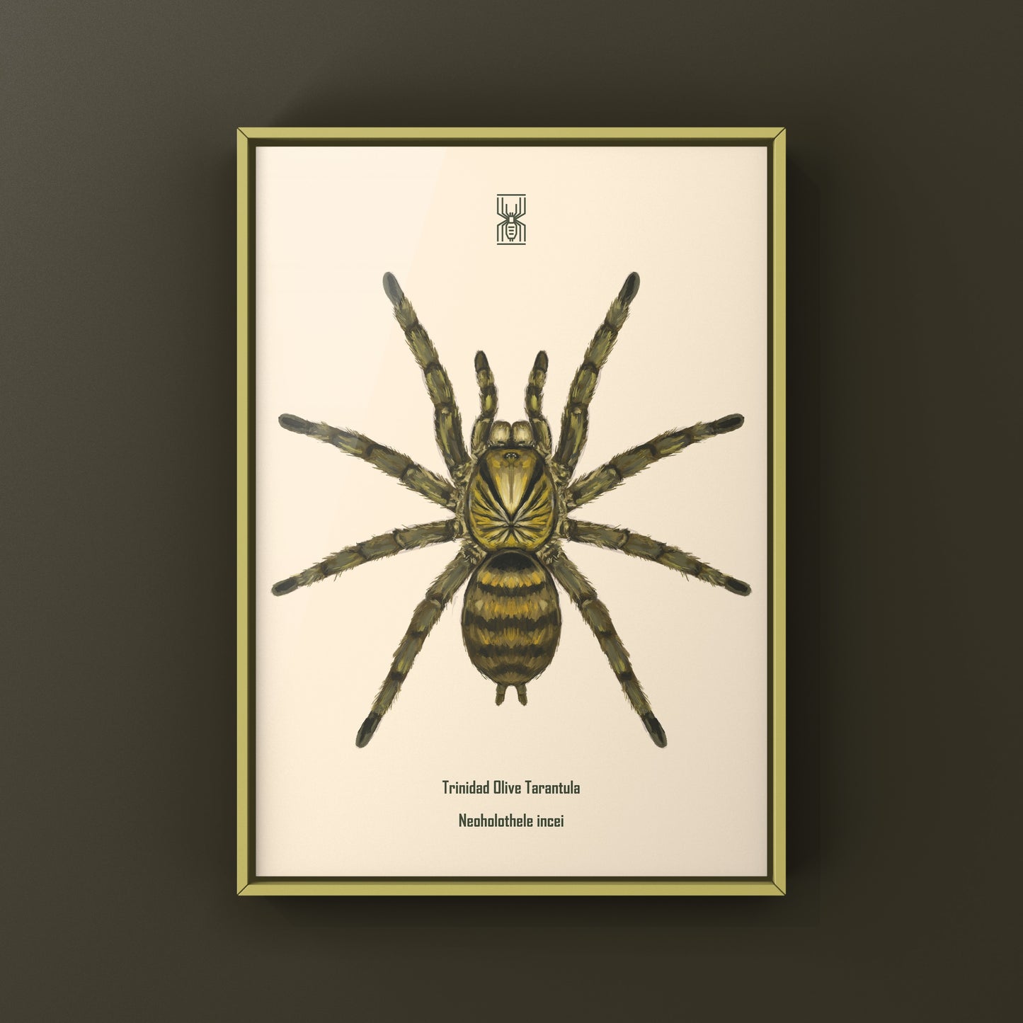 Trinidad Olive Tarantula, Neoholothele Incei, Photographic Art Print