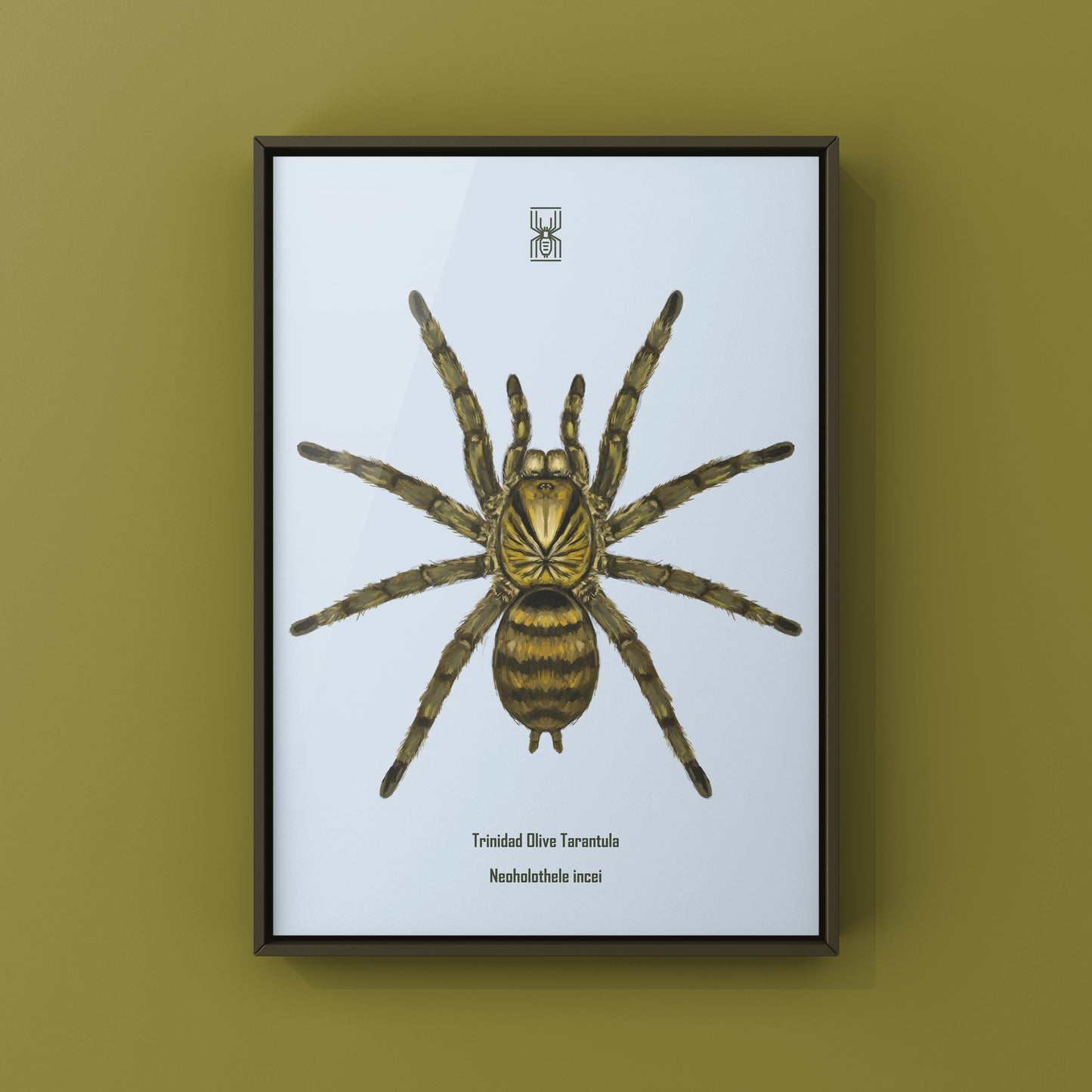 Trinidad Olive Tarantula, Neoholothele Incei, Photographic Art Print