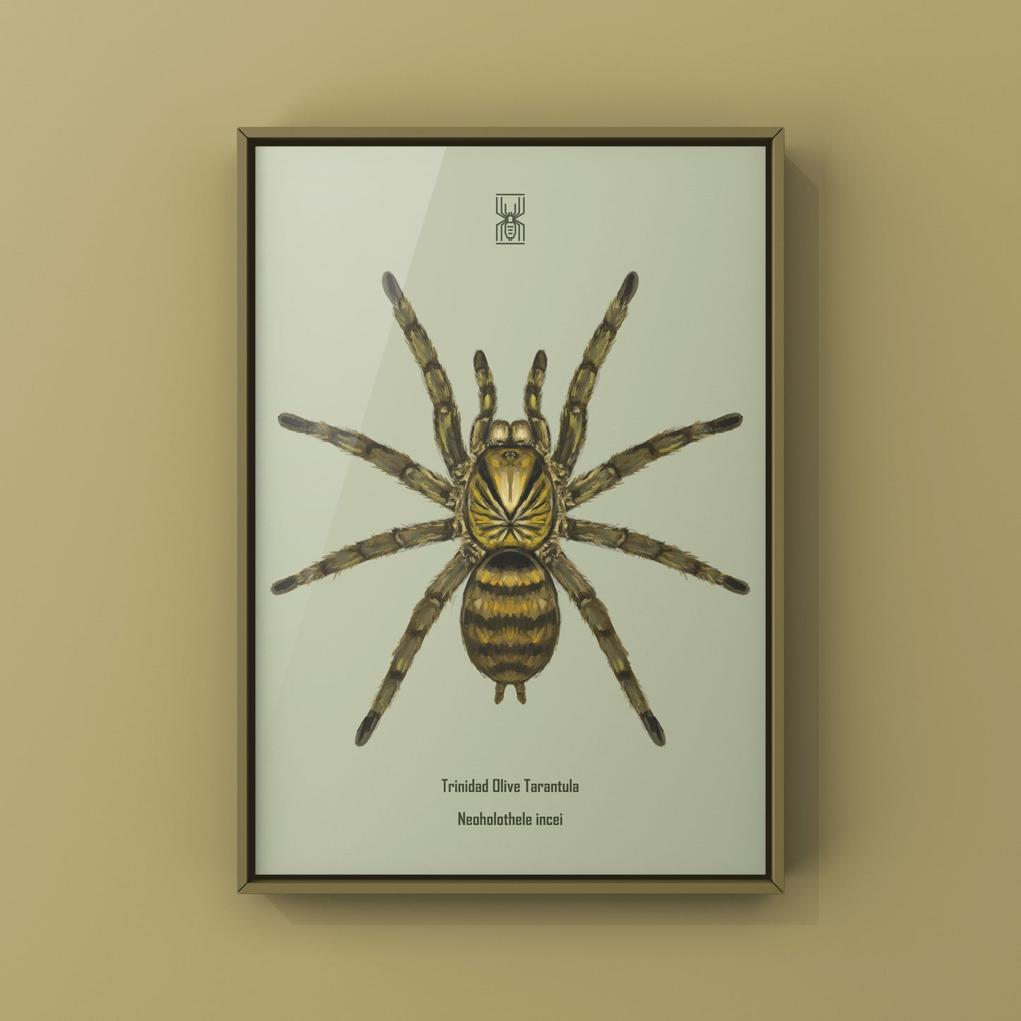 Trinidad Olive Tarantula, Neoholothele Incei, Photographic Art Print