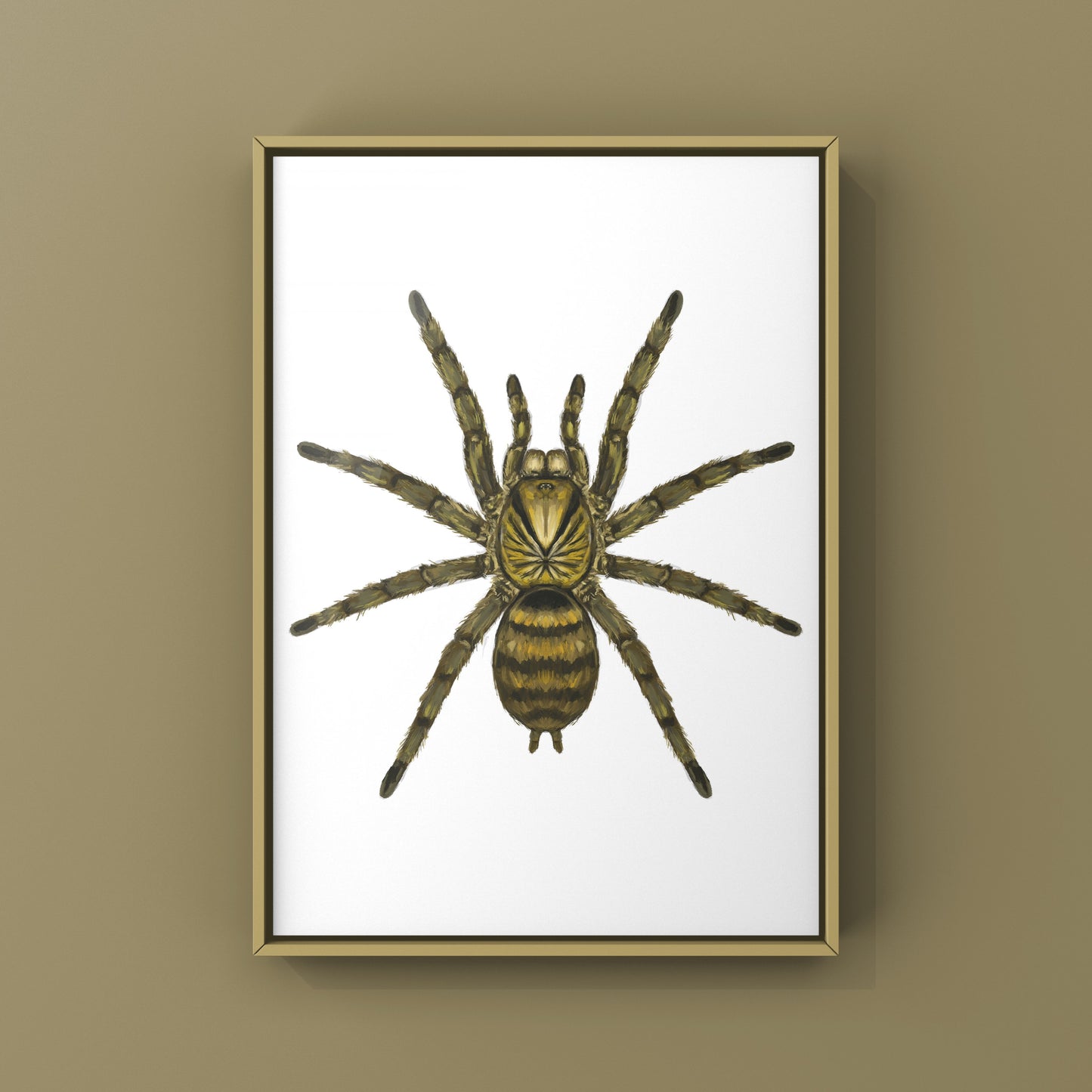 Trinidad Olive Tarantula, Neoholothele Incei, Photographic Art Print
