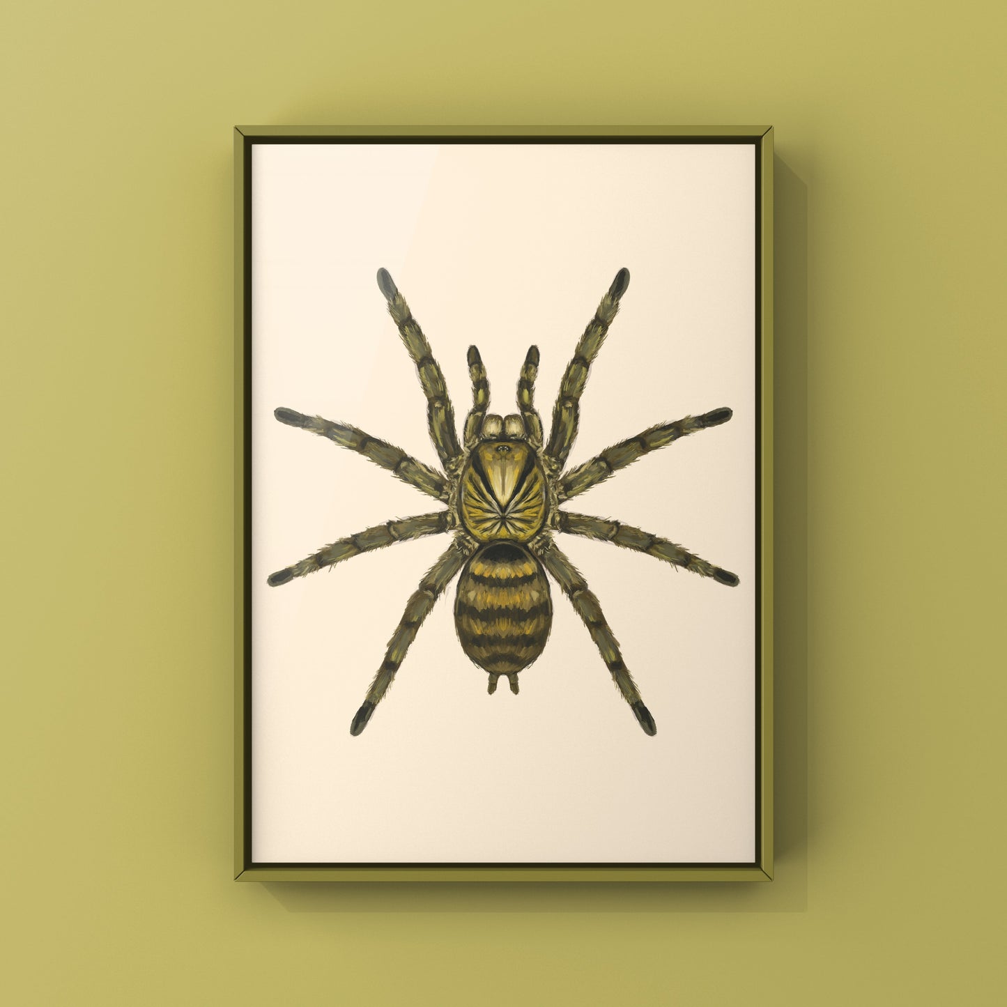 Trinidad Olive Tarantula, Neoholothele Incei, Photographic Art Print