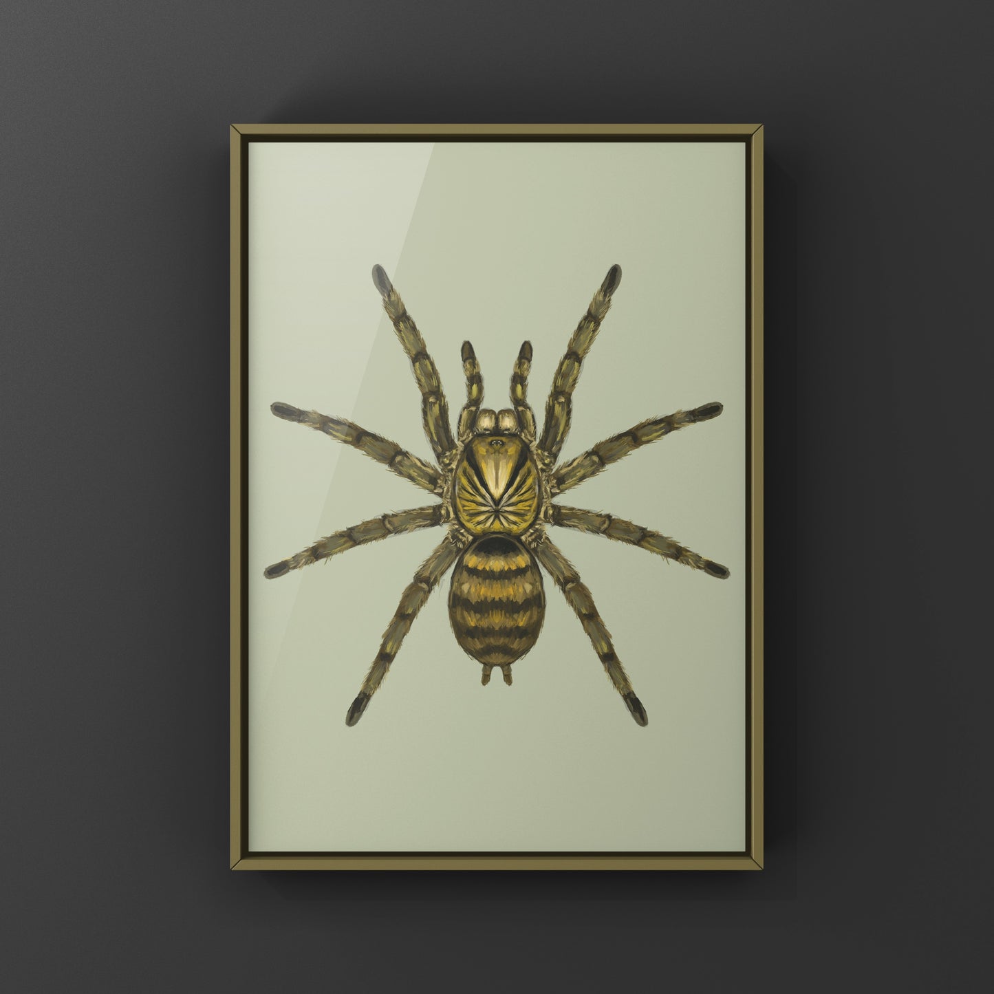 Trinidad Olive Tarantula, Neoholothele Incei, Photographic Art Print