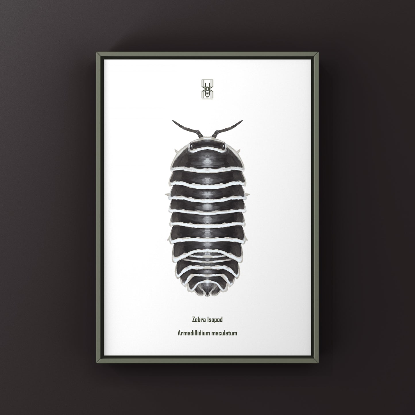 Zebra Isopod, Armadillidium Maculatum, Photographic Art Print