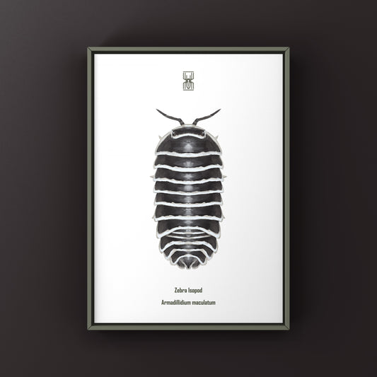 Zebra Isopod, Armadillidium Maculatum, Photographic Art Print
