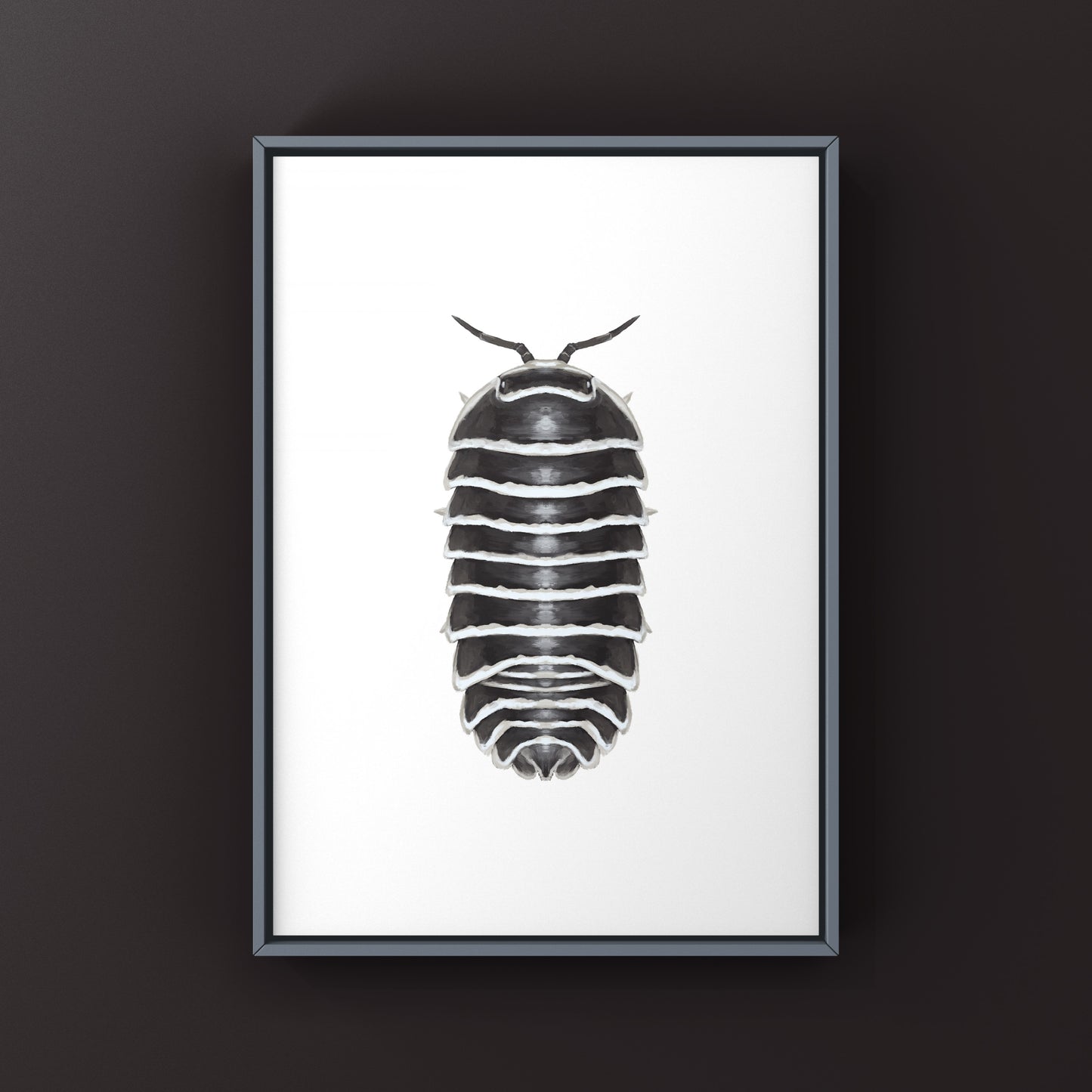 Zebra Isopod, Armadillidium Maculatum, Photographic Art Print