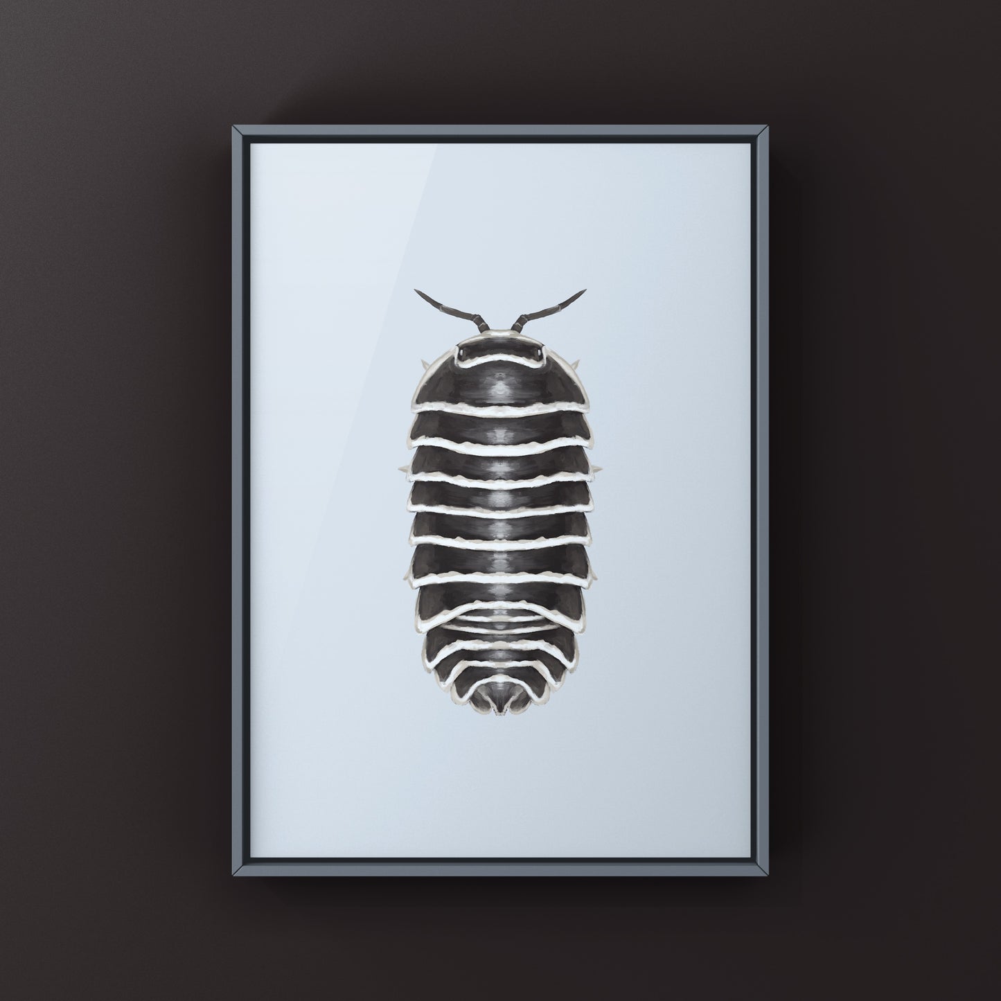 Zebra Isopod, Armadillidium Maculatum, Photographic Art Print