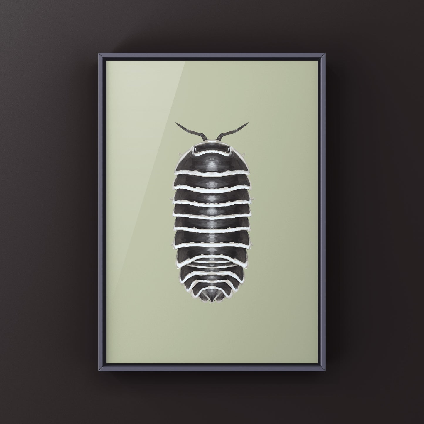Zebra Isopod, Armadillidium Maculatum, Photographic Art Print