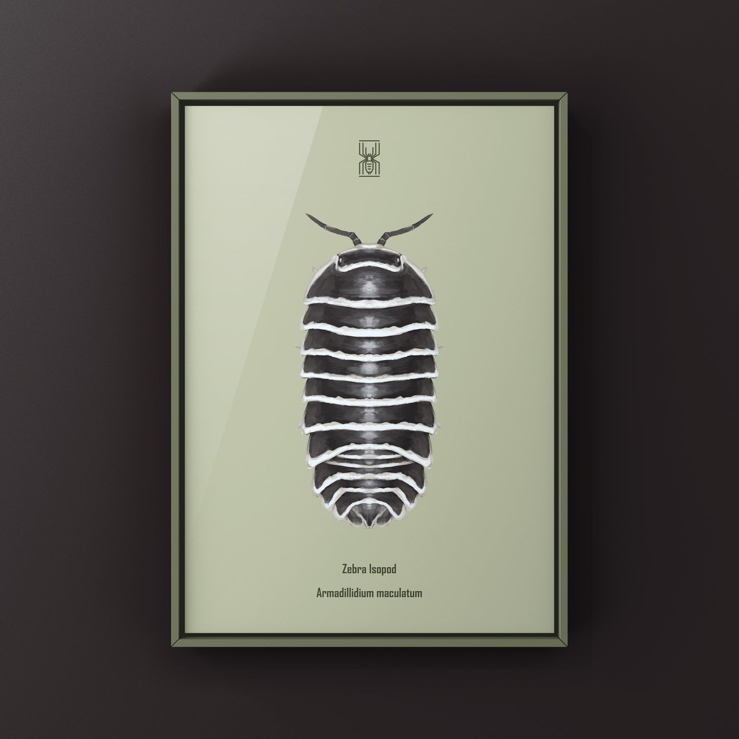 Zebra Isopod, Armadillidium Maculatum, Photographic Art Print