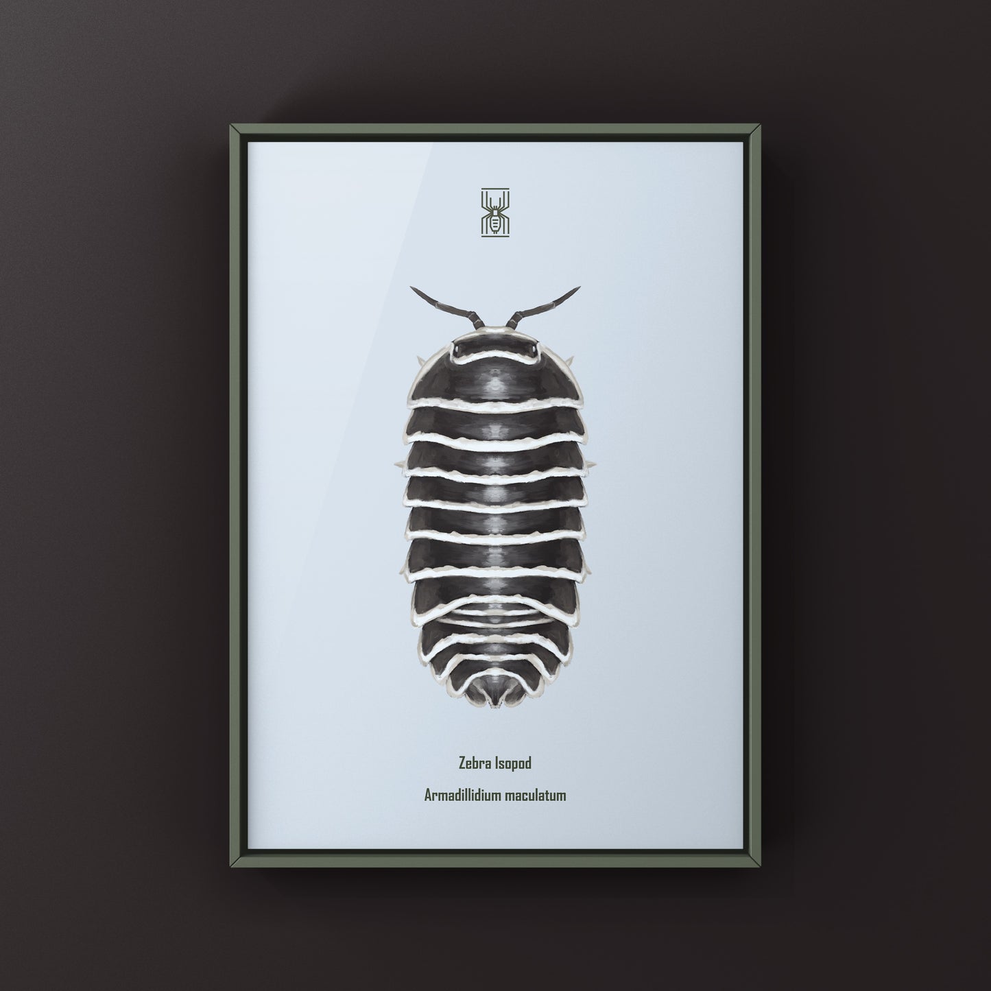 Zebra Isopod, Armadillidium Maculatum, Photographic Art Print
