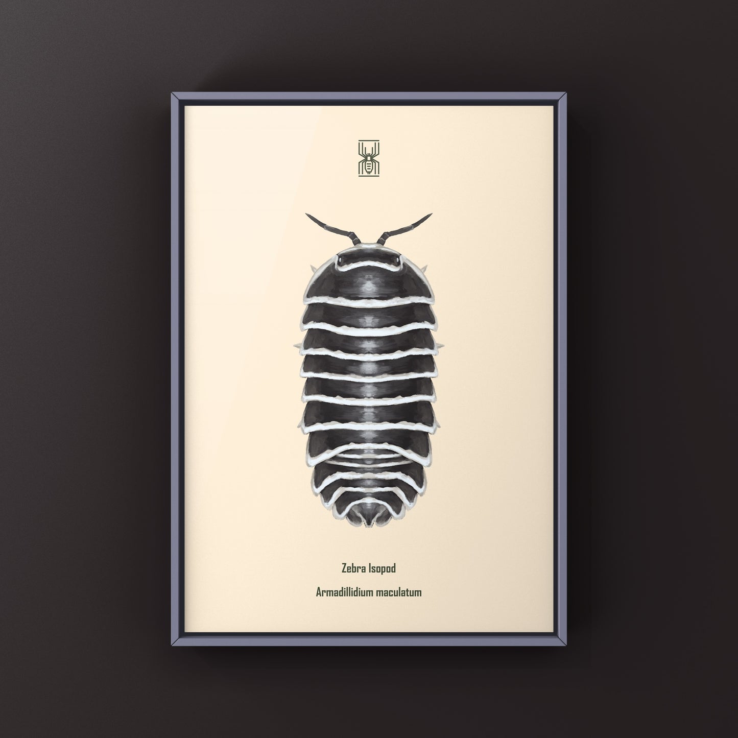 Zebra Isopod, Armadillidium Maculatum, Photographic Art Print