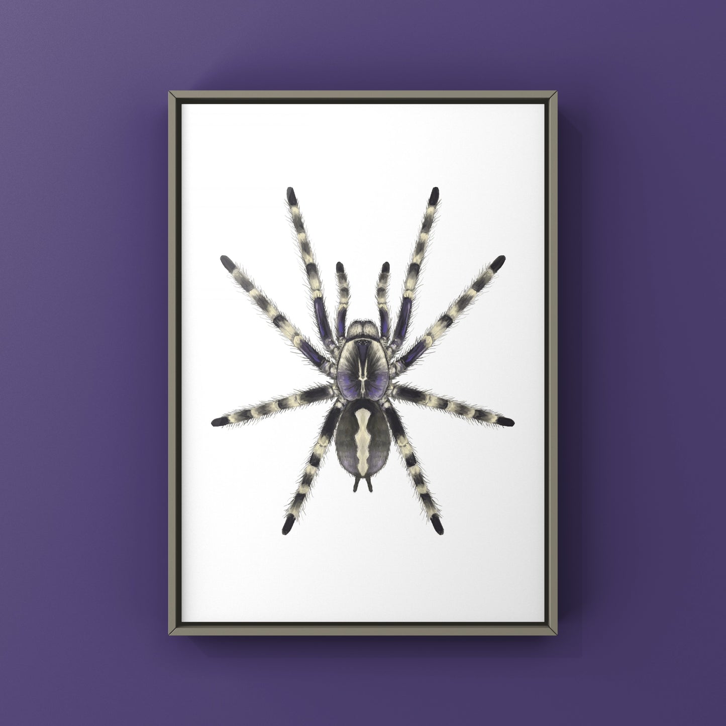 Salem Ornamental Tarantula, Poecilotheria Formosa, Photographic Art Print