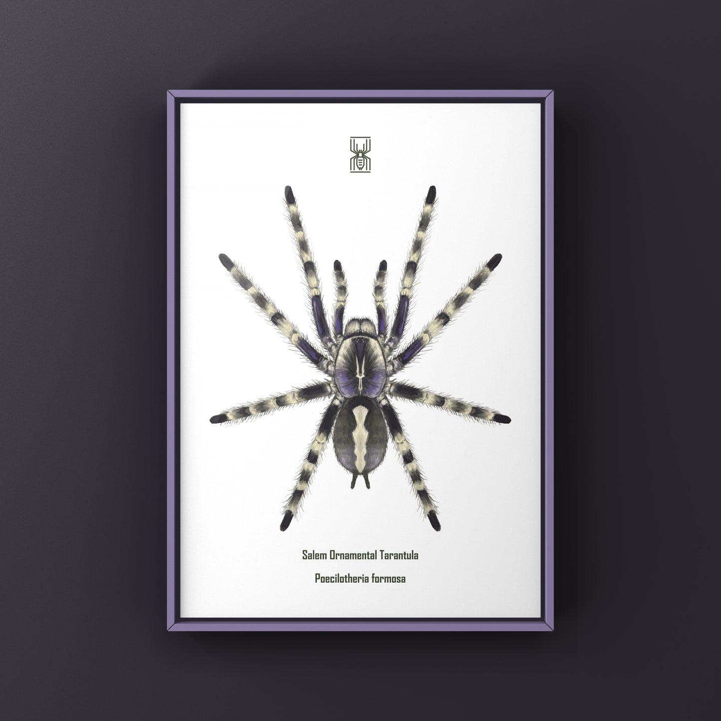 Salem Ornamental Tarantula, Poecilotheria Formosa, Photographic Art Print