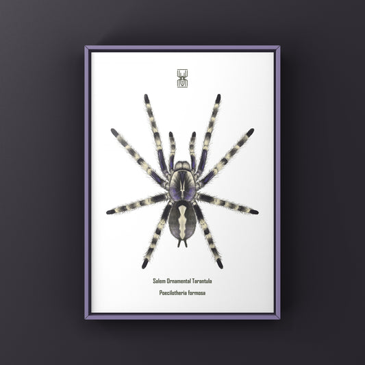 Salem Ornamental Tarantula, Poecilotheria Formosa, Photographic Art Print