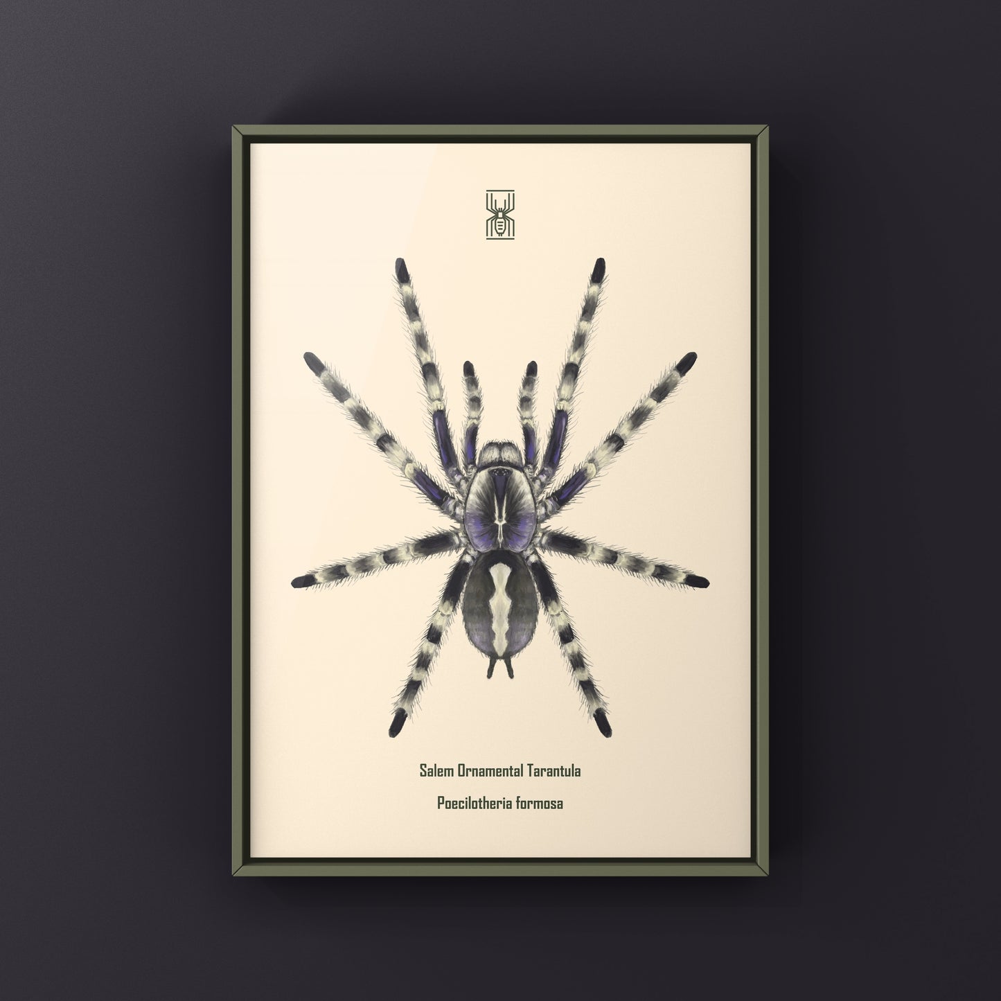 Salem Ornamental Tarantula, Poecilotheria Formosa, Photographic Art Print