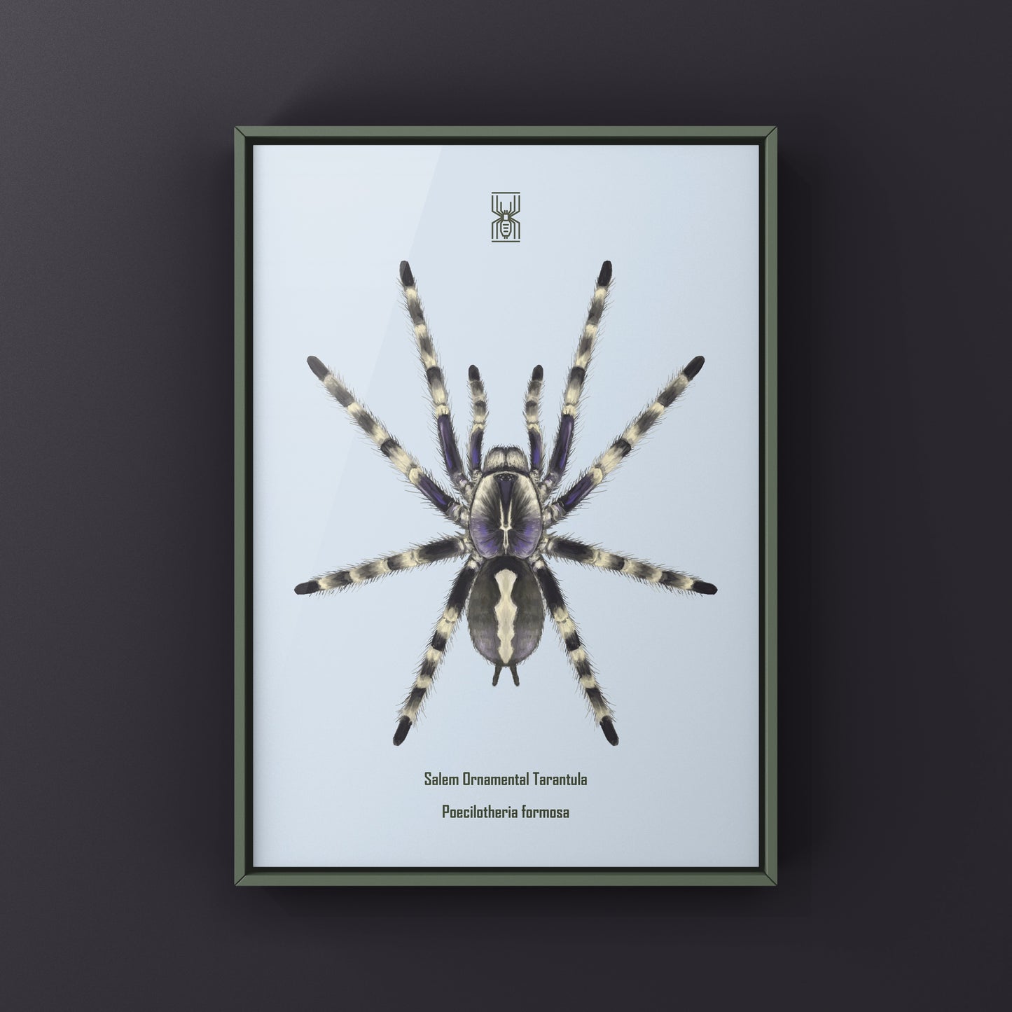 Salem Ornamental Tarantula, Poecilotheria Formosa, Photographic Art Print