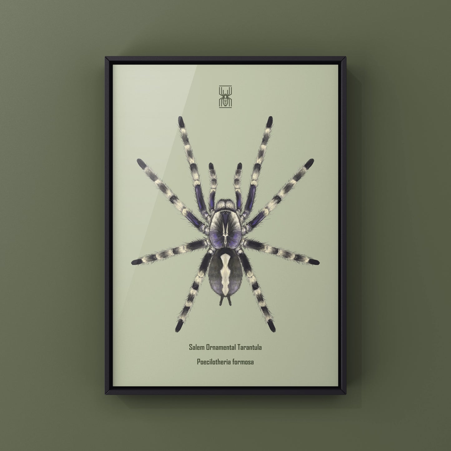 Salem Ornamental Tarantula, Poecilotheria Formosa, Photographic Art Print