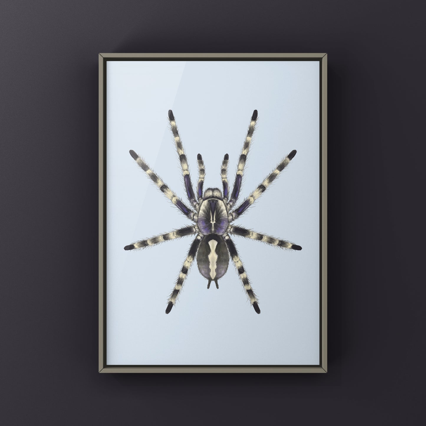 Salem Ornamental Tarantula, Poecilotheria Formosa, Photographic Art Print