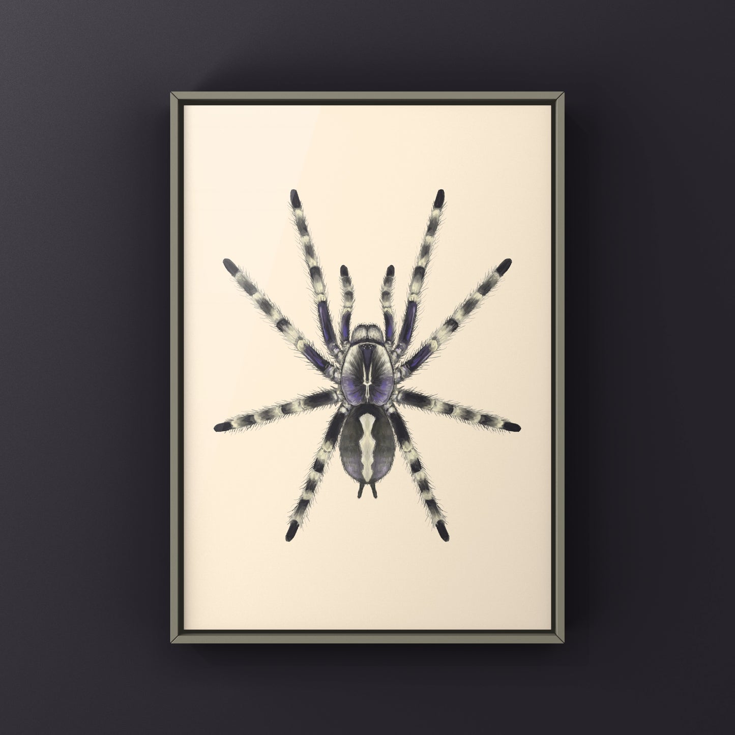 Salem Ornamental Tarantula, Poecilotheria Formosa, Photographic Art Print