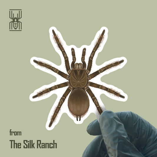 Burgundy Goliath Birdeater Tarantula Sticker, Theraphosa Stirmi Waterproof Vinyl Sticker
