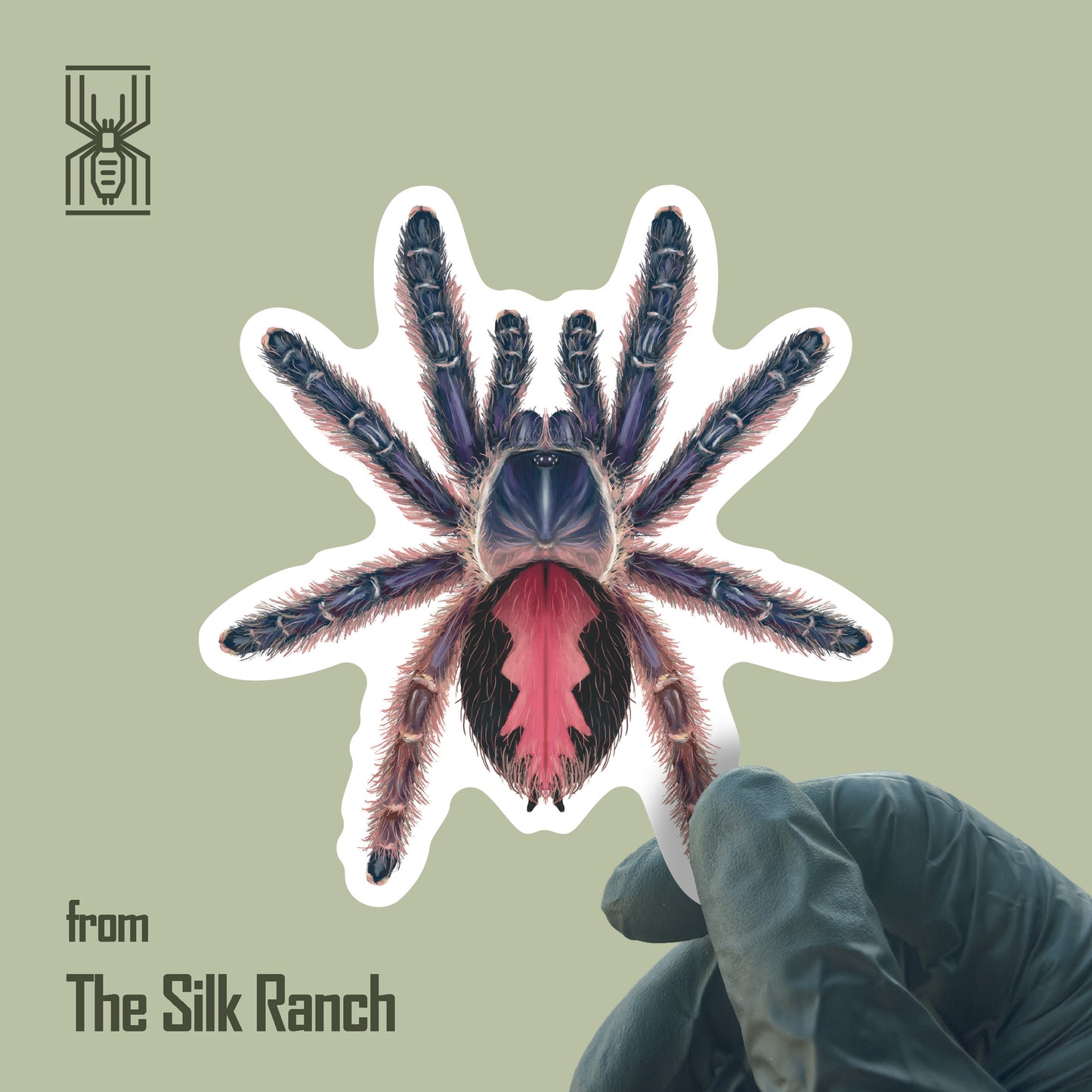 Amma Jewel Tarantula Sticker, Typhochlaena Amma Waterproof Vinyl Sticker