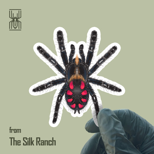 Pink Punk Jewel Tarantula Sticker, Typhochlaena Costae Waterproof Vinyl Sticker