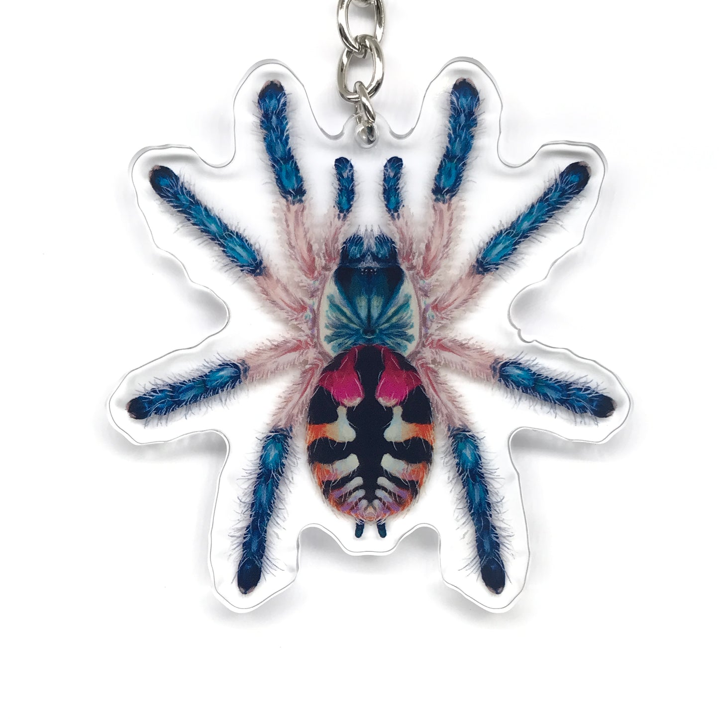 Brazilian Jewel Tarantula, Typhochlaena Seladonia Acrylic Keychain