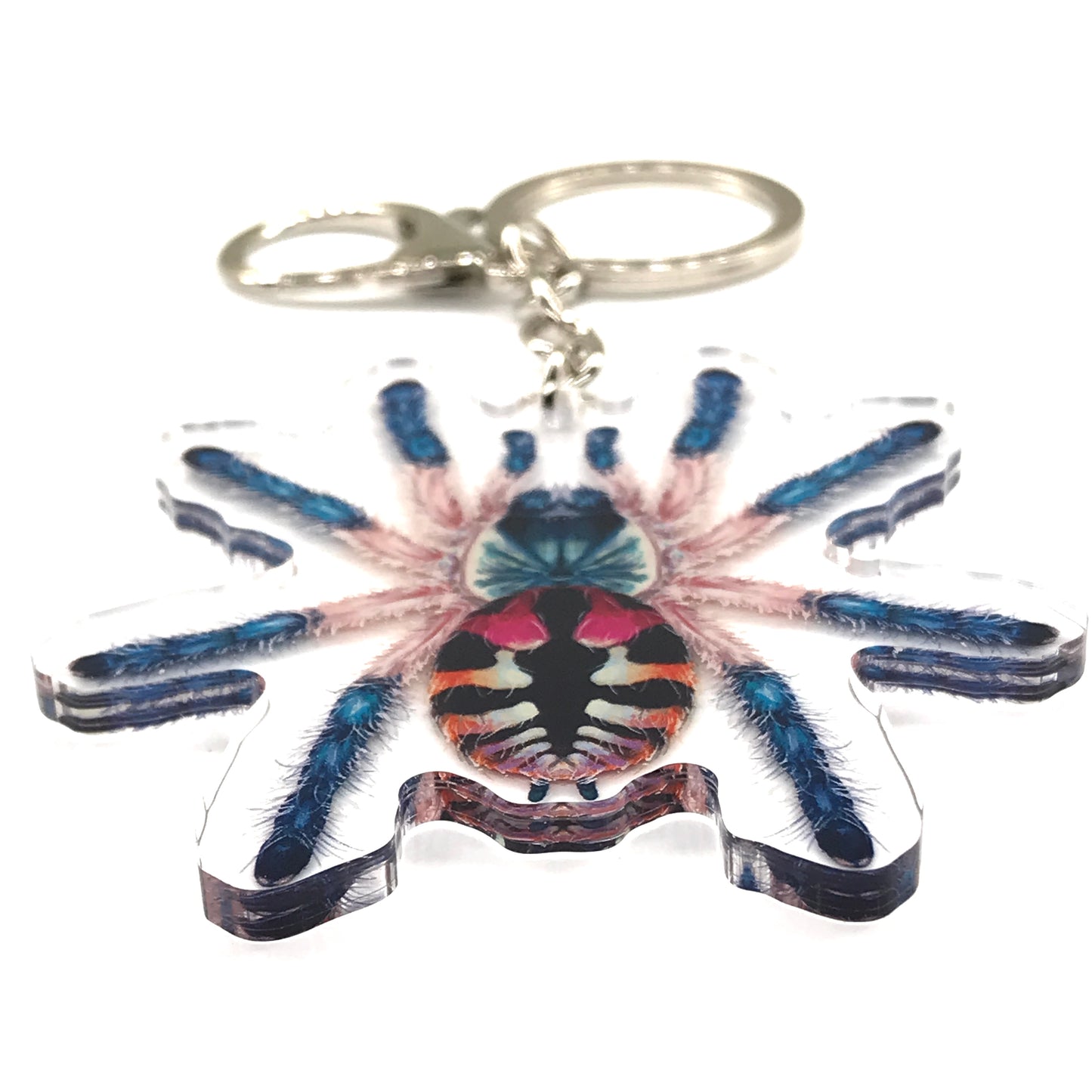 Brazilian Jewel Tarantula, Typhochlaena Seladonia Acrylic Keychain
