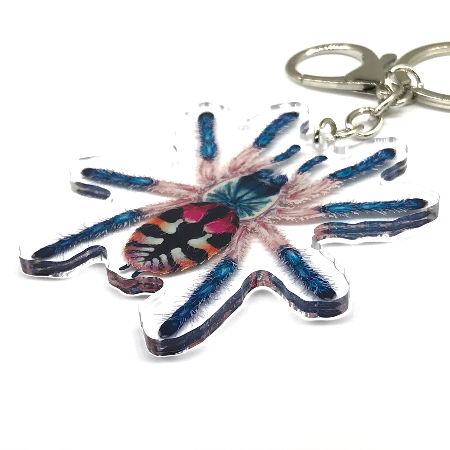 Brazilian Jewel Tarantula, Typhochlaena Seladonia Acrylic Keychain