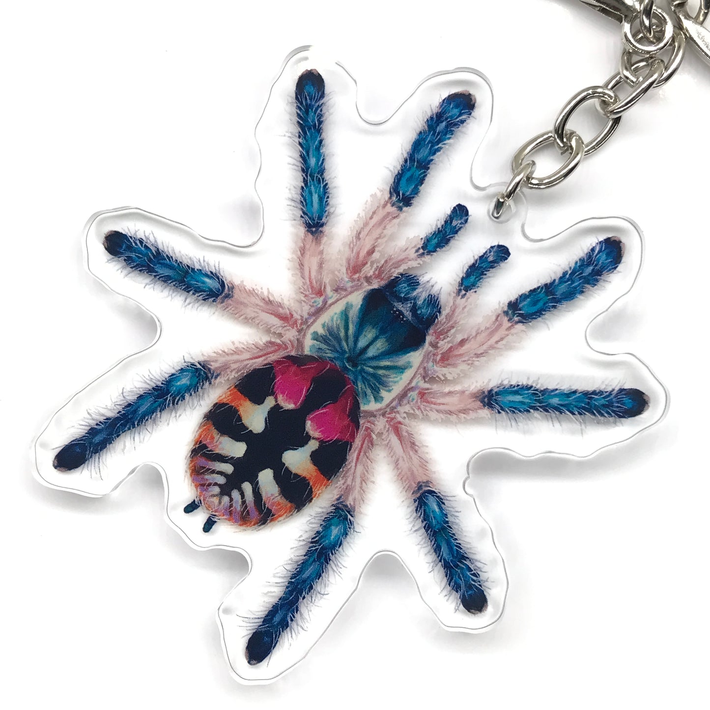 Brazilian Jewel Tarantula, Typhochlaena Seladonia Acrylic Keychain