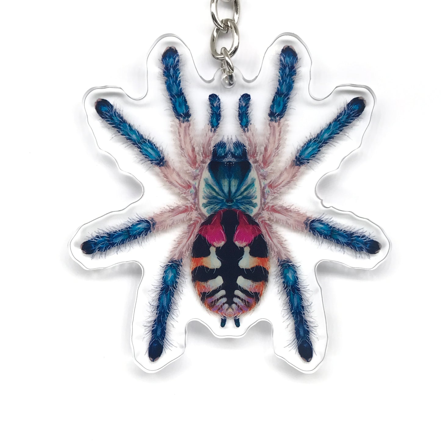 Brazilian Jewel Tarantula, Typhochlaena Seladonia Acrylic Keychain