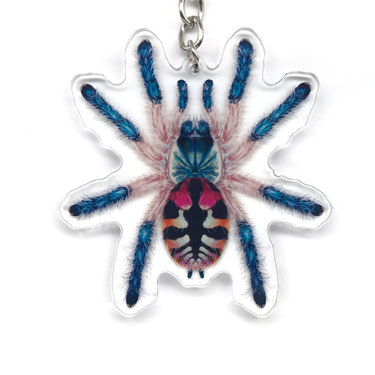 Brazilian Jewel Tarantula, Typhochlaena Seladonia Acrylic Keychain