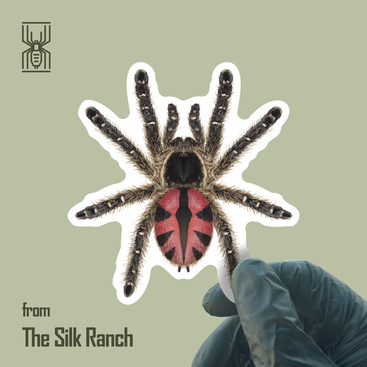 Paraiba Jewel Tarantula Sticker, Typhochlaena Curumim Waterproof Vinyl Sticker