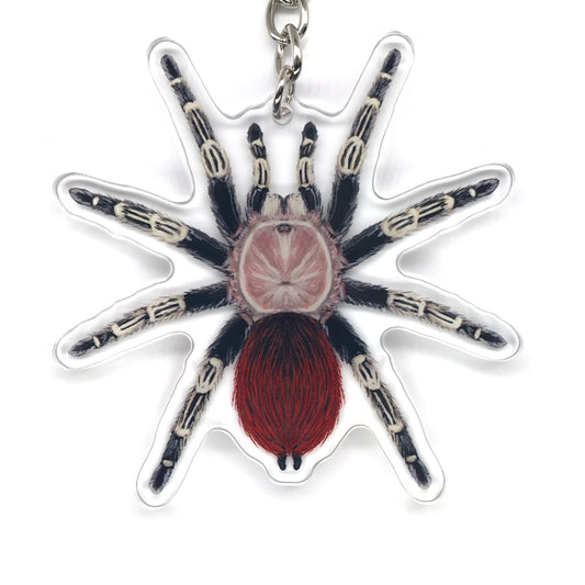 Brazilian Red & White Tarantula, Vitalius Chromatus Acrylic Keychain