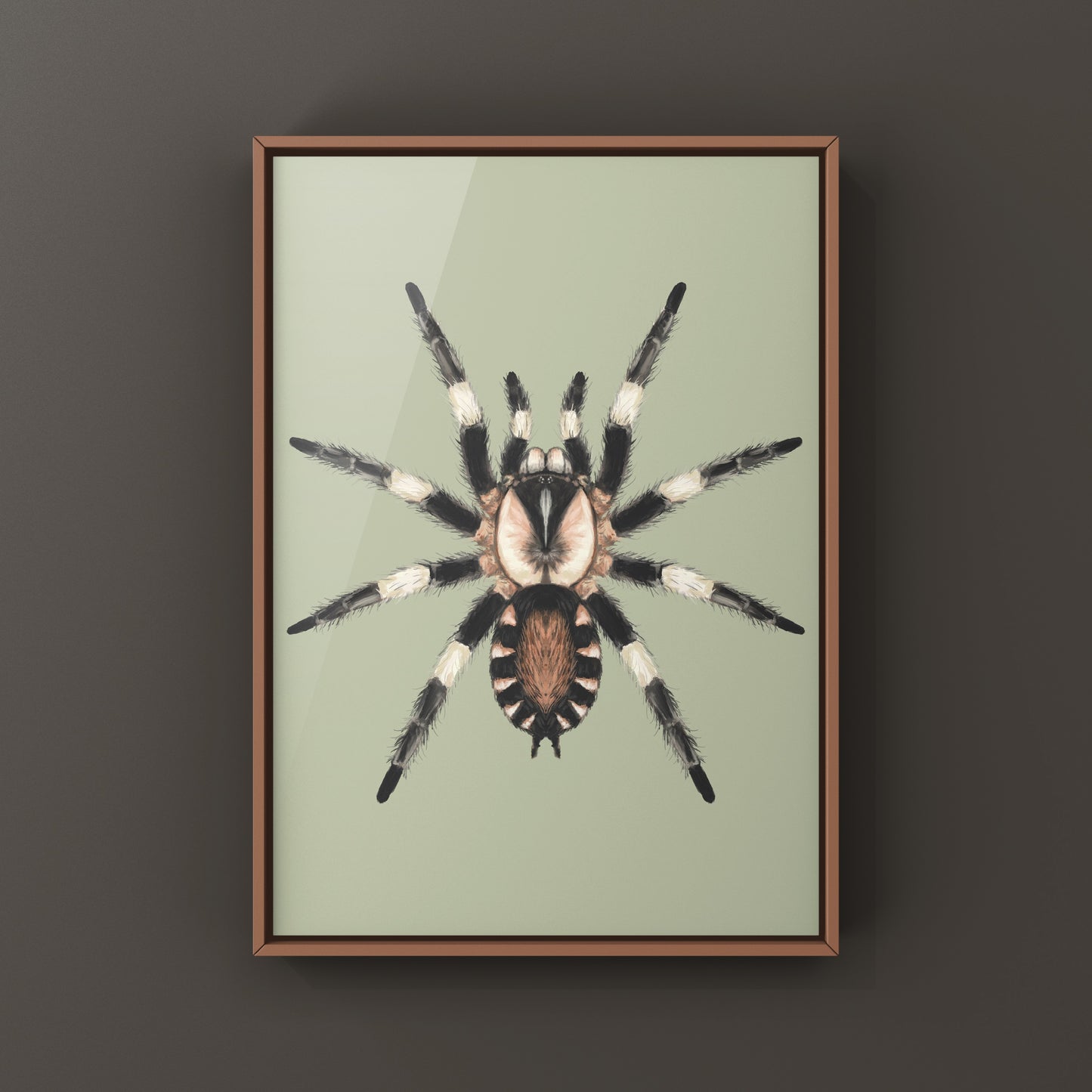 Peruvian Black and White Tarantula, Cyriocosmus Ritae, Photographic Art Print