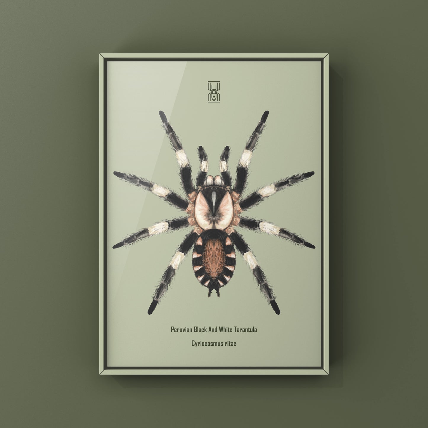Peruvian Black and White Tarantula, Cyriocosmus Ritae, Photographic Art Print