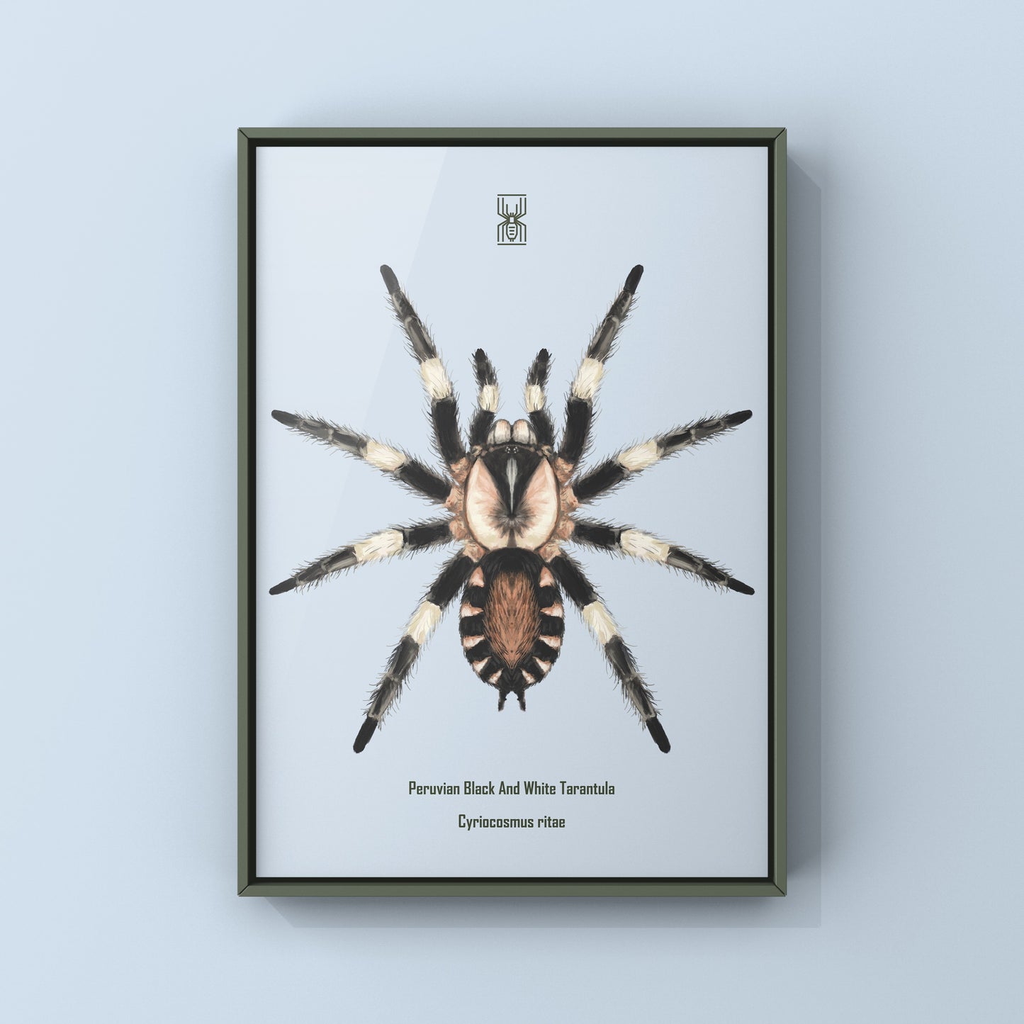 Peruvian Black and White Tarantula, Cyriocosmus Ritae, Photographic Art Print