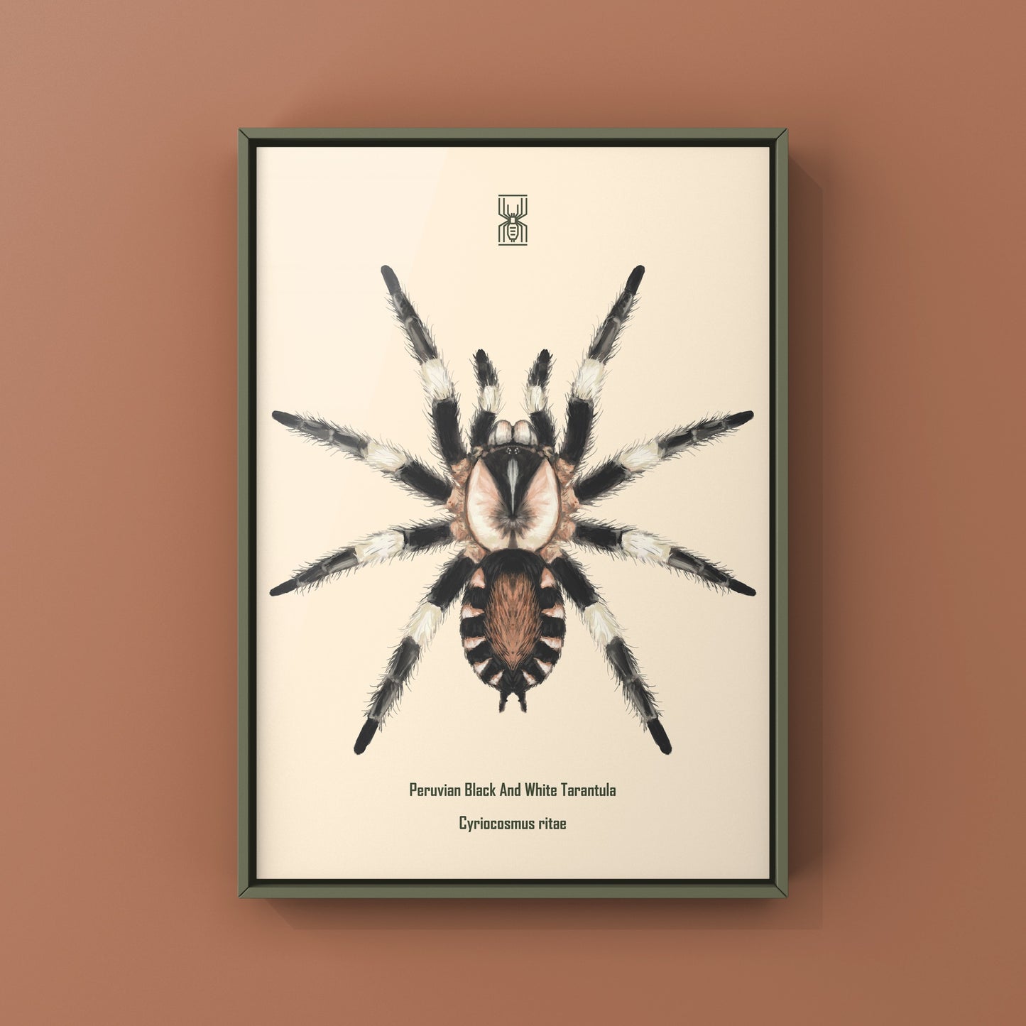 Peruvian Black and White Tarantula, Cyriocosmus Ritae, Photographic Art Print