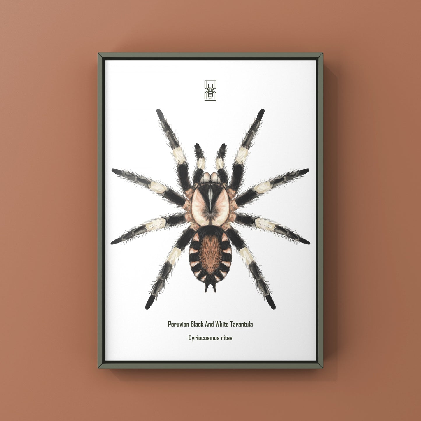 Peruvian Black and White Tarantula, Cyriocosmus Ritae, Photographic Art Print